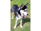 Adopt Berlin a Black - with White Siberian Husky / Mixed dog in Winter Springs