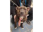 Adopt Perry a Brindle American Pit Bull Terrier / Mixed Breed (Medium) / Mixed