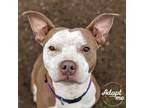 Adopt Freckles a Brown/Chocolate - with White Pit Bull Terrier / Mixed dog in