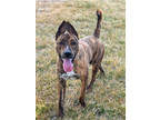 Adopt Presley a Brindle Dutch Shepherd / Mixed dog in Fort Dodge, IA (40591749)