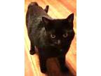 Adopt Salem a All Black Domestic Shorthair / Domestic Shorthair / Mixed cat in