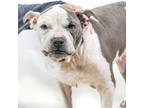 Adopt Bertha- IN FOSTER a White Mixed Breed (Large) / Mixed dog in Chamblee