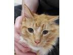 Adopt 9/11 a Orange or Red Domestic Shorthair / Domestic Shorthair / Mixed cat