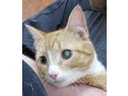 Adopt 7/11 a Orange or Red Domestic Mediumhair / Domestic Shorthair / Mixed cat