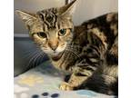 Adopt Tazia a Gray, Blue or Silver Tabby Domestic Shorthair (short coat) cat in