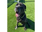Adopt Diesel a Black Mastiff / Mixed Breed (Medium) / Mixed (short coat) dog in