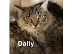 Adopt Dally a Brown or Chocolate Domestic Mediumhair cat in Kingman