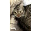 Adopt Sally a Brown or Chocolate Domestic Shorthair cat in Kingman
