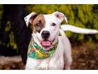 Adopt Belladonna a White Mixed Breed (Medium) / Mixed dog in Boone