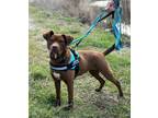 Adopt Wendy a Brown/Chocolate American Pit Bull Terrier / Mixed dog in
