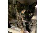 Adopt Bonnet a Tortoiseshell Domestic Mediumhair (short coat) cat in Silver