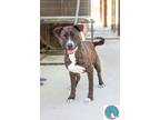 Adopt Brandy a Brindle - with White Hound (Unknown Type) / Mixed dog in