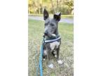 Adopt Goose a Gray/Silver/Salt & Pepper - with White Terrier (Unknown Type