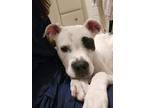 Adopt Alfalfa (Alfie) a White - with Gray or Silver American Staffordshire