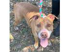 Adopt Joon a Red/Golden/Orange/Chestnut American Pit Bull Terrier / Mixed dog in