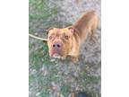 Adopt Benny a Brindle American Pit Bull Terrier / Mixed Breed (Medium) / Mixed