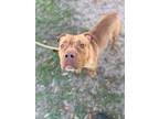 Adopt Benny a Red/Golden/Orange/Chestnut American Pit Bull Terrier / Mixed dog