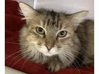 Adopt Poppy a Gray, Blue or Silver Tabby Domestic Longhair (long coat) cat in