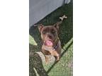 Adopt Tipsy a Brown/Chocolate American Pit Bull Terrier / Mixed dog in Rio