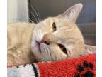 Adopt Blossom a Orange or Red Domestic Shorthair (short coat) cat in Silver