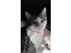 Adopt Neely a Gray, Blue or Silver Tabby Domestic Shorthair (short coat) cat in