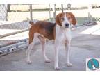 Adopt Boone a White - with Brown or Chocolate Hound (Unknown Type) / Mixed dog