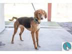 Adopt Fern a Brown/Chocolate - with Black Hound (Unknown Type) / Mixed dog in