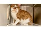 Adopt MOOSE a Orange or Red Domestic Mediumhair / Mixed (medium coat) cat in