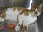 Adopt MOOSE a Orange or Red Domestic Mediumhair / Mixed (medium coat) cat in