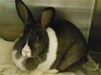 Adopt CRUSH a Other/Unknown / Mixed (medium coat) rabbit in Tustin