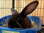 Adopt TRISHA a Other/Unknown / Mixed (medium coat) rabbit in Tustin