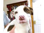 Adopt Suzie a White - with Red, Golden, Orange or Chestnut Blue Heeler / Pit