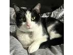 Adopt Cirrus a All Black Domestic Shorthair / Domestic Shorthair / Mixed cat in
