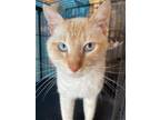 Adopt Colt a Orange or Red Siamese / Domestic Shorthair / Mixed cat in