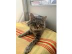 Adopt Haze a Tiger Striped Domestic Shorthair (short coat) cat in Monmouth