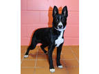 Adopt Egypt K64 1-29-24 a Black Australian Cattle Dog / Mixed Breed (Medium) /