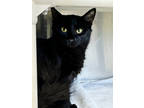 Adopt Skinny a All Black Domestic Mediumhair / Domestic Shorthair / Mixed cat in