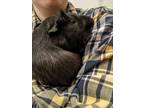 Adopt Strahd von Zarovich a Black Guinea Pig / Guinea Pig / Mixed small animal