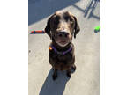 Adopt Spencer a Brown/Chocolate Labrador Retriever / Mixed Breed (Medium) /