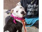Adopt Davelia a Black Mixed Breed (Large) / Mixed dog in Chamblee, GA (39622921)