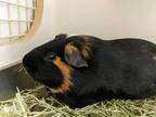Adopt Mordenkainen a Black Guinea Pig / Guinea Pig / Mixed small animal in