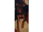 Adopt Chiquita a Brown/Chocolate - with Tan Miniature Pinscher / Mixed dog in