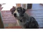 Adopt Bridget a White Mixed Breed (Medium) / Mixed dog in Newton, KS (40993441)
