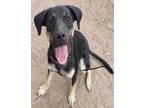 Adopt Delilah a Black - with Tan, Yellow or Fawn Rottweiler / Mixed Breed