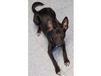 Adopt Madilyn a Black Terrier (Unknown Type, Small) / Labrador Retriever / Mixed