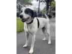 Adopt Oreo a White - with Black Pointer / Mixed Breed (Large) / Mixed dog in