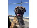Adopt gorka a Brindle Boxer / Mixed dog in Bayonne, NJ (41108830)