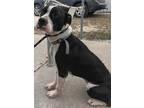 Adopt Peter a Black - with White Pit Bull Terrier dog in Bolivar, MO (41108832)