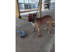 Adopt Mango a Brown/Chocolate Mixed Breed (Medium) dog in Bolivar, MO (41108829)