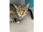 Adopt Gotti a Gray or Blue Domestic Shorthair / Mixed Breed (Medium) / Mixed